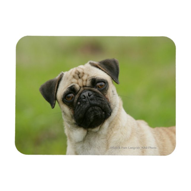 Pug Head Cocked Tittar i Kamera Magnet (Horisontell)