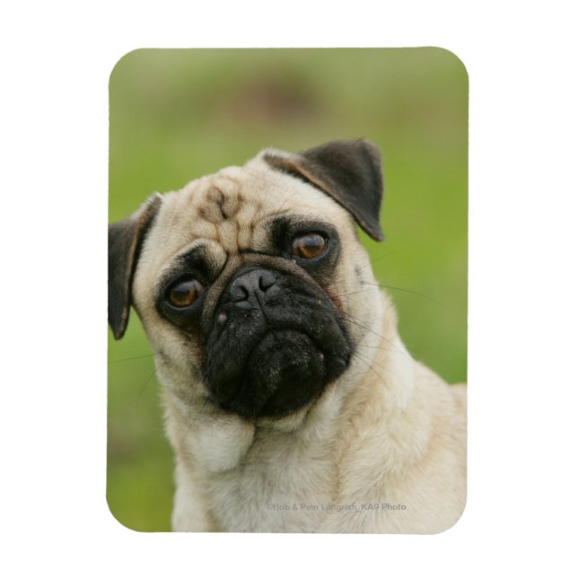 Pug Head Cocked Tittar i Kamera Magnet (Vertikal)