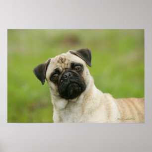Pug Head Cocked Tittar i Kamera Poster
