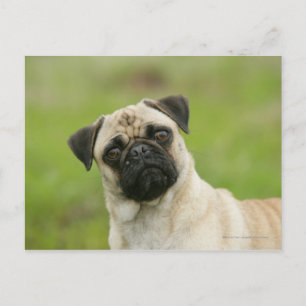 Pug Head Cocked Tittar i Kamera Vykort