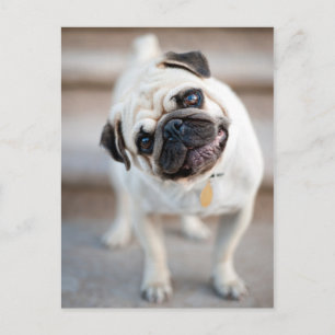 Pug Head Tilt Vykort