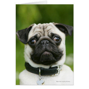Pug headshot hälsningskort