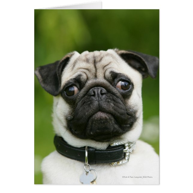 Pug headshot hälsningskort (Framsidan)