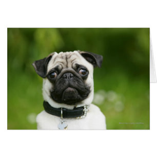 Pug headshot hälsningskort