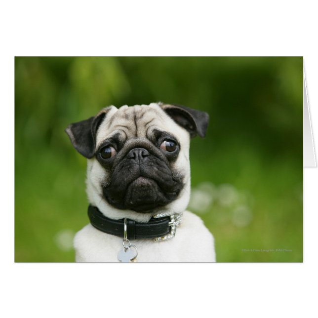 Pug headshot hälsningskort (Framsidan Horizontal)