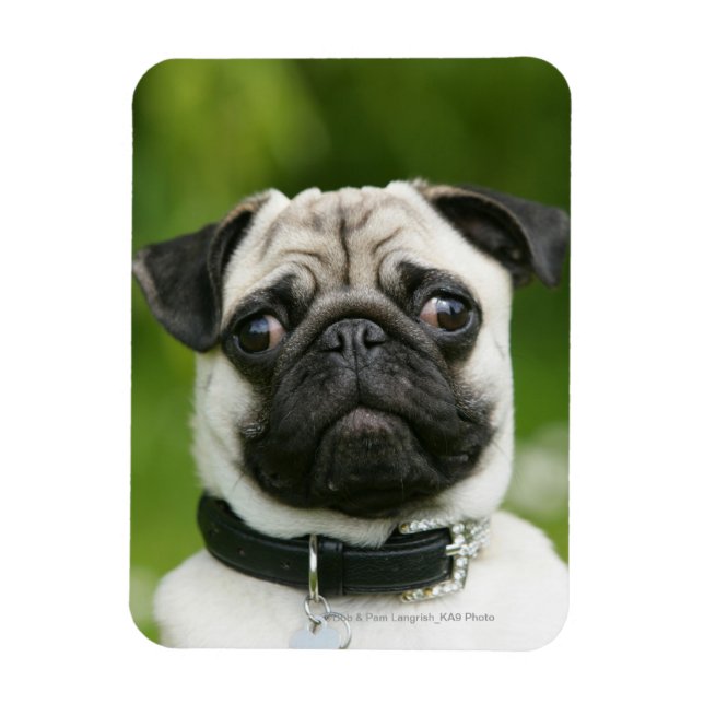Pug headshot magnet (Vertikal)