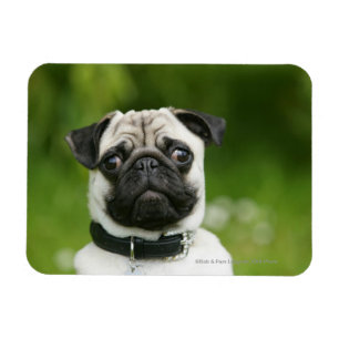 Pug headshot magnet
