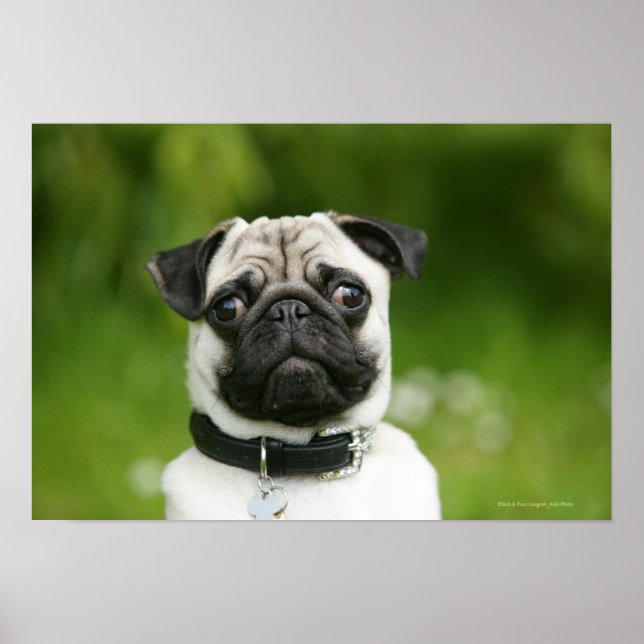 Pug headshot poster (Framsidan)