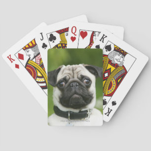 Pug headshot spelkort