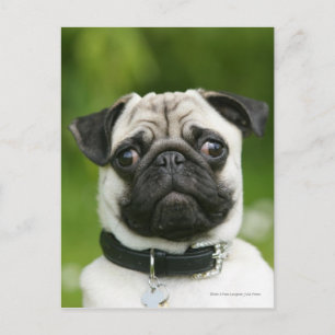 Pug headshot vykort