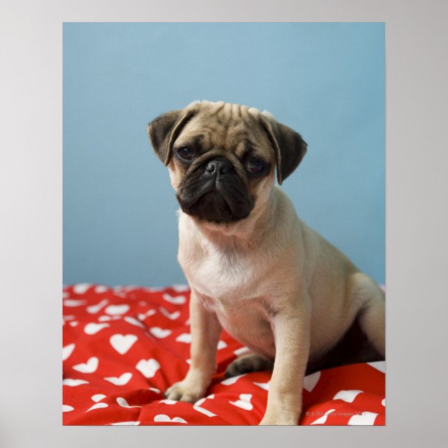 Pug Heart Puppy Poster (Framsidan)