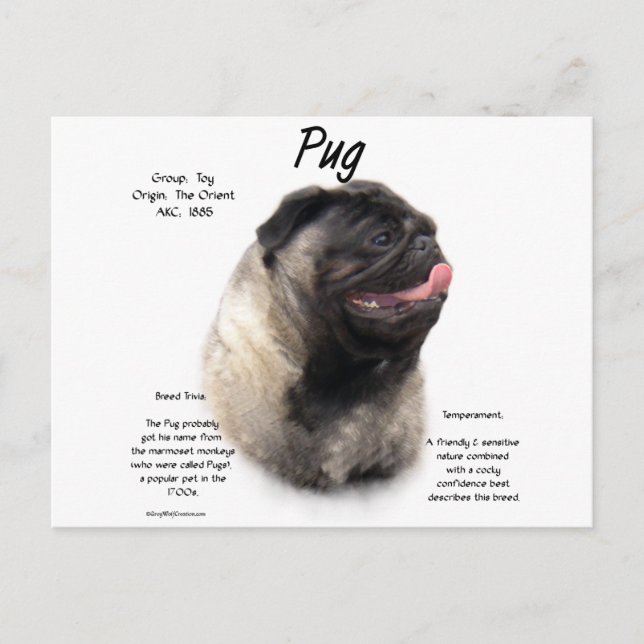 Pug History Design Vykort (Framsida)
