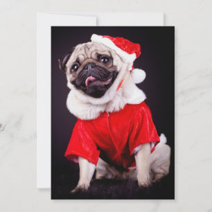 pug hund
