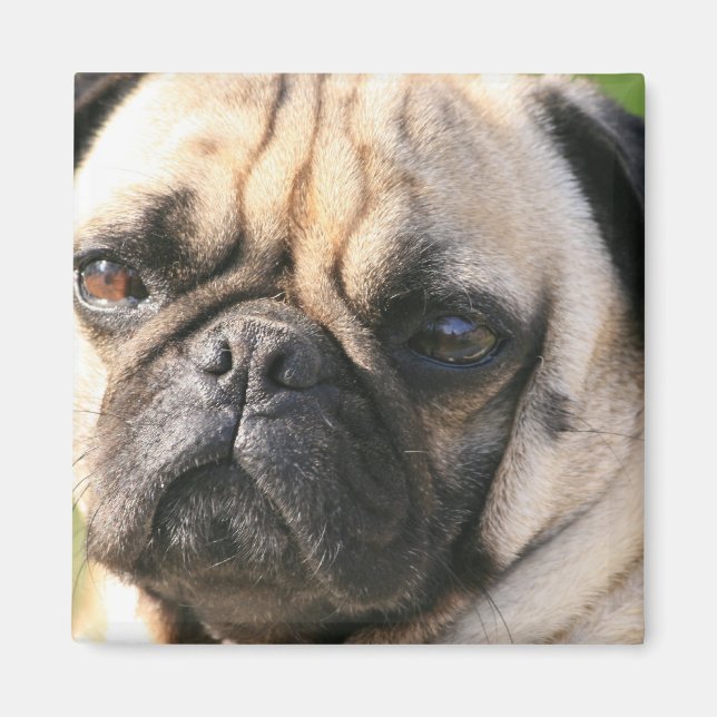 Pug Hund aveln Magnet (Framsidan)