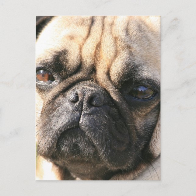 Pug Hund aveln vykort (Framsida)