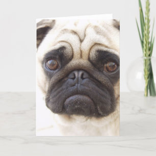 Pug Hund Greeting Card Kort