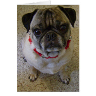 Pug Hund Hälsningskort