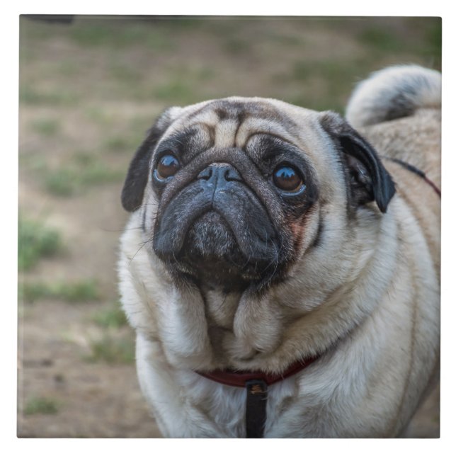 Pug hund keramiskt plattor kakelplatta (Framsidan)