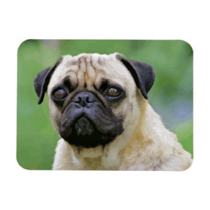 Pug-Hund Magnet