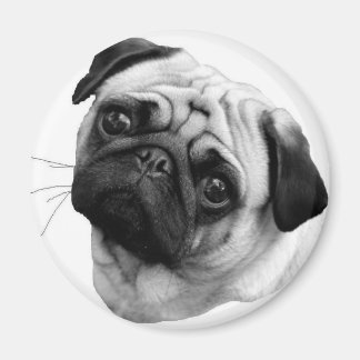 Pug Hund Magnet