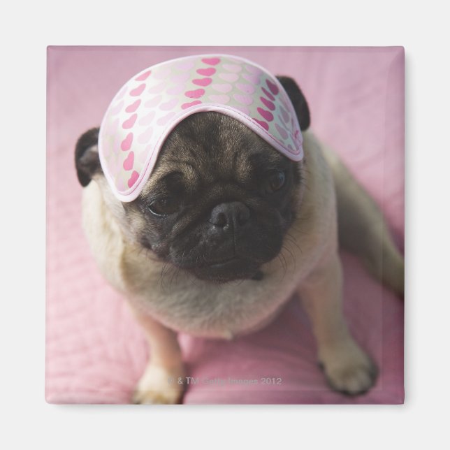 Pug hund med öga mask på huvud sitta på sängen, magnet (Framsidan)