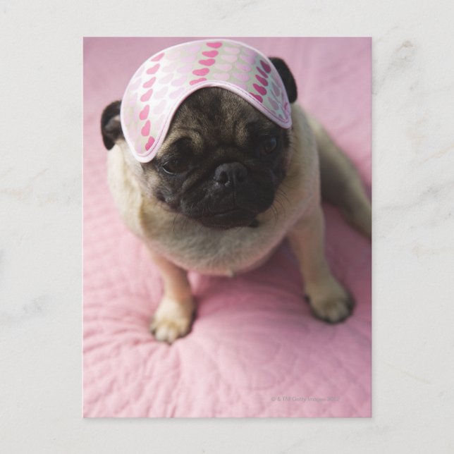 Pug hund med öga mask på huvud sitta på sängen, vykort (Framsida)