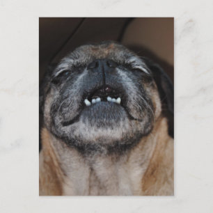 Pug Hund med öppnat munvykort Vykort