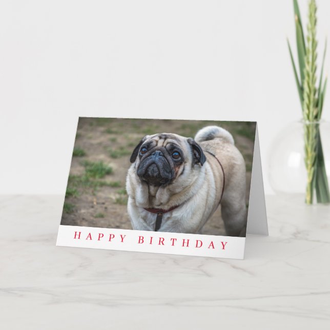 Pug hund närbild födelsedagskort kort (Framsida)