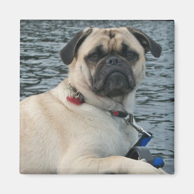Pug Hund på Vatten Magnet (Framsidan)
