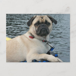 Pug Hund på Vatten Vykort