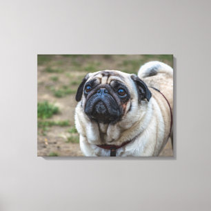 Pug hund porträtt kanvastryck