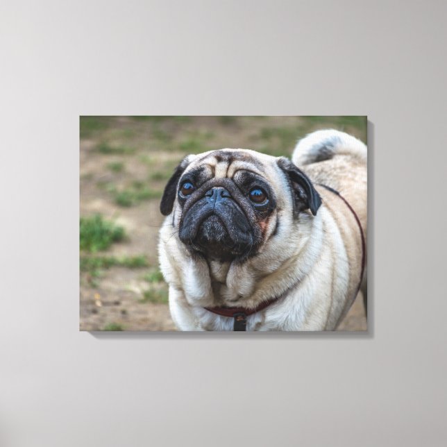 Pug hund porträtt kanvastryck (Framsida)