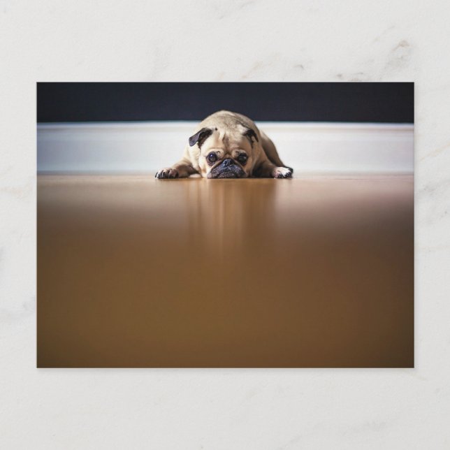 Pug Hund Puppy Grumpy Cute Animal Pet Wrinkly Vykort (Framsida)