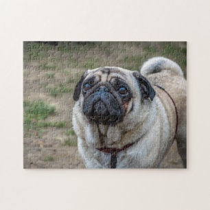 Pug hund pussel