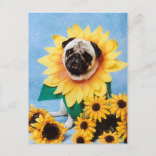 Pug Hund Solrovykort Vykort