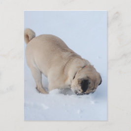 Pug Hund som spelar vintern Snö Vykort
