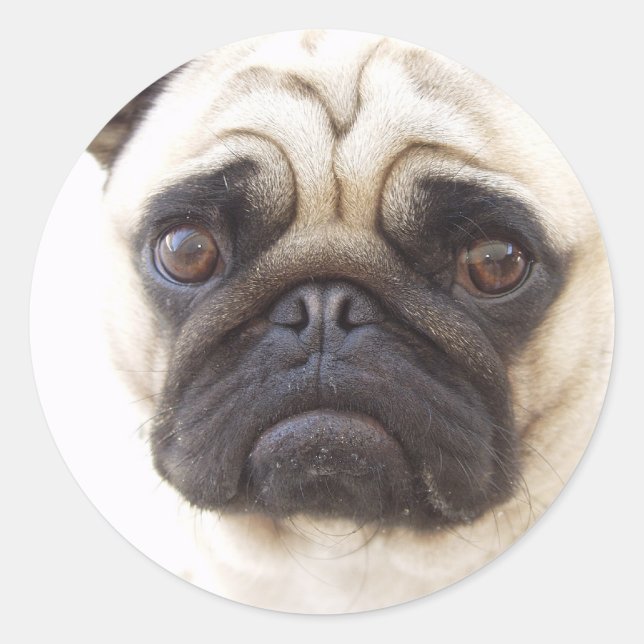 Pug Hund Sticker Runt Klistermärke (Framsida)