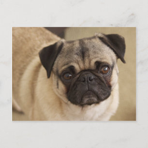 PUG-HUND, VALP VYKORT