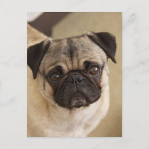 PUG-HUND, VALP VYKORT