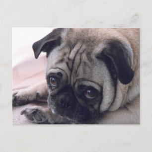 Pug hund vycard vykort