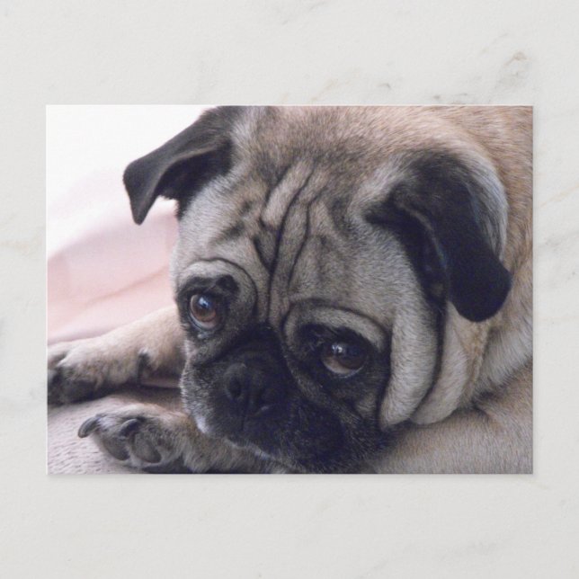 Pug hund vycard vykort (Framsida)