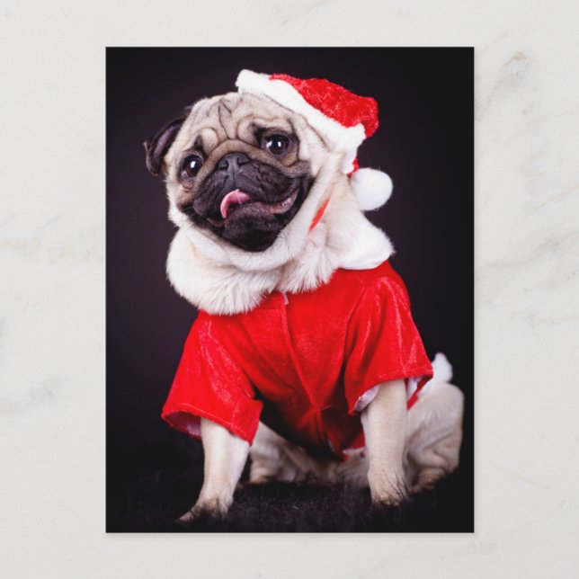 pug hund vykort (Framsida)
