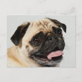 pug hund vykort