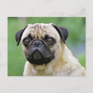Pug Hund Vykort