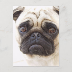 Pug Hund-vykort Vykort