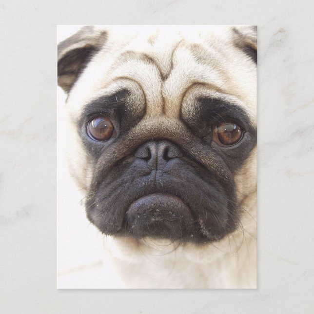 Pug Hund-vykort Vykort (Framsida)