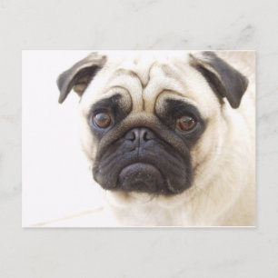 Pug Hund-vykort Vykort