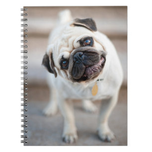 Pug huvud Lutning Anteckningsbok