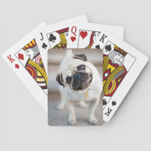 Pug huvud Lutning Casinokort