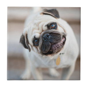 Pug huvud Lutning Kakelplatta